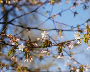 Preview wallpaper cherry, flowers, branch, spring