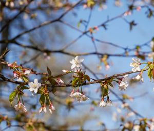 Preview wallpaper cherry, flowers, branch, spring