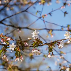 Preview wallpaper cherry, flowers, branch, spring