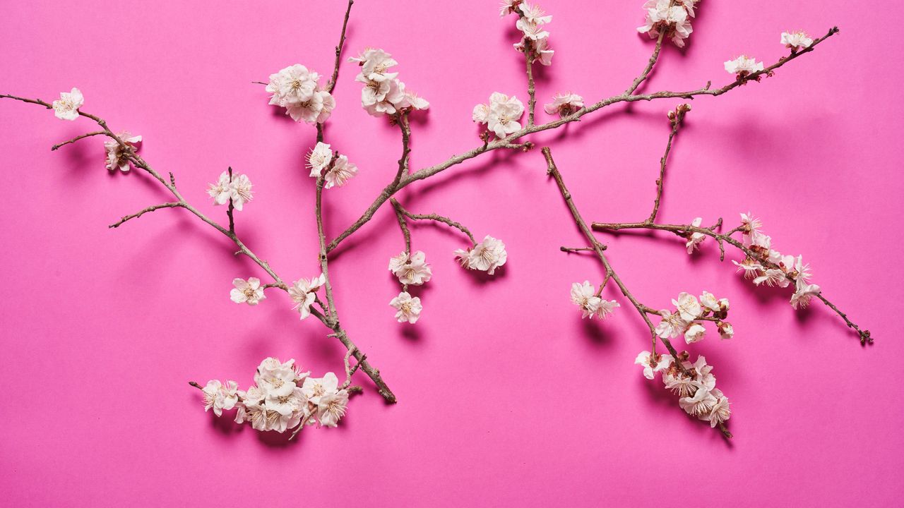 Wallpaper cherry, flowers, branches, white, pink
