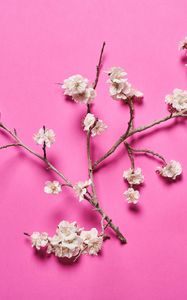 Preview wallpaper cherry, flowers, branches, white, pink
