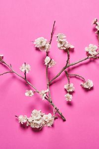 Preview wallpaper cherry, flowers, branches, white, pink