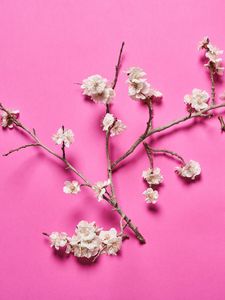 Preview wallpaper cherry, flowers, branches, white, pink