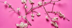 Preview wallpaper cherry, flowers, branches, white, pink