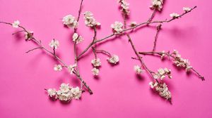 Preview wallpaper cherry, flowers, branches, white, pink
