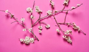 Preview wallpaper cherry, flowers, branches, white, pink