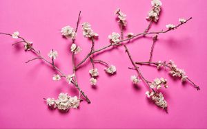 Preview wallpaper cherry, flowers, branches, white, pink