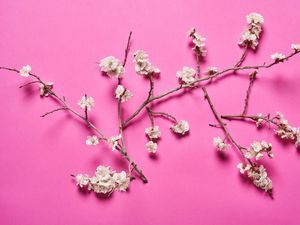 Preview wallpaper cherry, flowers, branches, white, pink