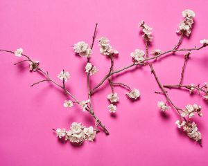 Preview wallpaper cherry, flowers, branches, white, pink
