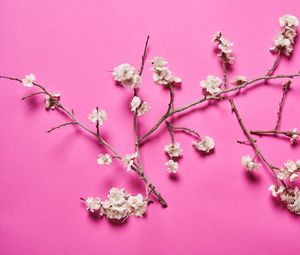 Preview wallpaper cherry, flowers, branches, white, pink