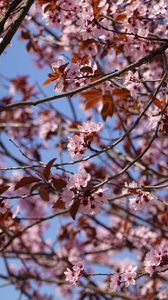 Preview wallpaper cherry, flowers, branches, pink, macro