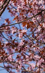 Preview wallpaper cherry, flowers, branches, pink, macro
