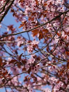 Preview wallpaper cherry, flowers, branches, pink, macro