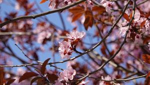 Preview wallpaper cherry, flowers, branches, pink, macro