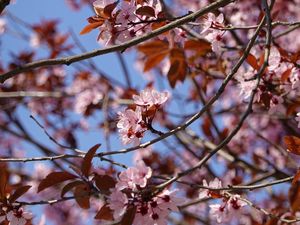 Preview wallpaper cherry, flowers, branches, pink, macro