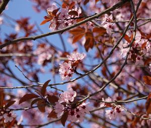 Preview wallpaper cherry, flowers, branches, pink, macro