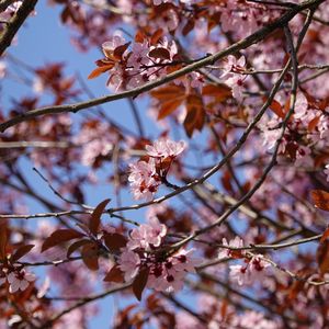 Preview wallpaper cherry, flowers, branches, pink, macro