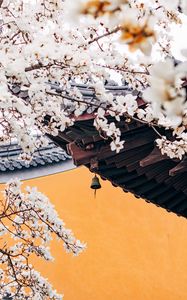 Preview wallpaper cherry, flowers, branches, pagoda, architecture