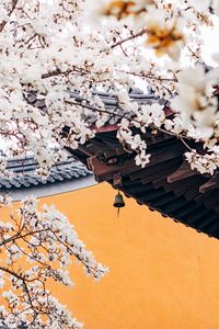 Preview wallpaper cherry, flowers, branches, pagoda, architecture