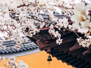 Preview wallpaper cherry, flowers, branches, pagoda, architecture