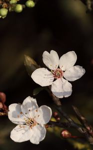 Preview wallpaper cherry, flowers, branches, white, macro