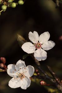 Preview wallpaper cherry, flowers, branches, white, macro