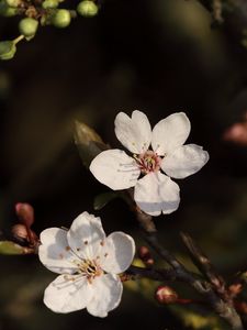 Preview wallpaper cherry, flowers, branches, white, macro