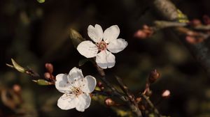 Preview wallpaper cherry, flowers, branches, white, macro