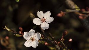 Preview wallpaper cherry, flowers, branches, white, macro