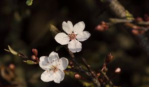 Preview wallpaper cherry, flowers, branches, white, macro