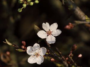 Preview wallpaper cherry, flowers, branches, white, macro