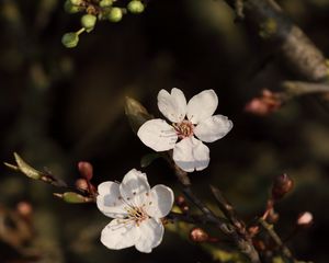 Preview wallpaper cherry, flowers, branches, white, macro