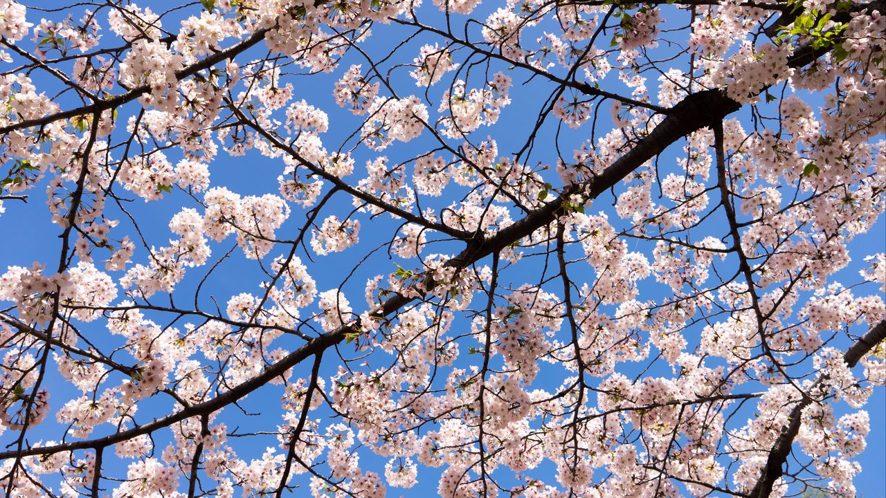 Wallpaper cherry, flowers, branches, spring
