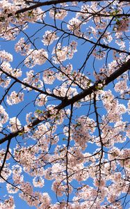 Preview wallpaper cherry, flowers, branches, spring