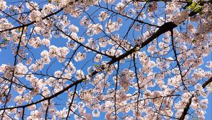 Preview wallpaper cherry, flowers, branches, spring