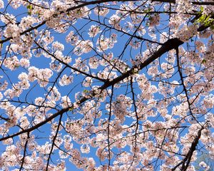 Preview wallpaper cherry, flowers, branches, spring
