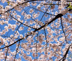 Preview wallpaper cherry, flowers, branches, spring