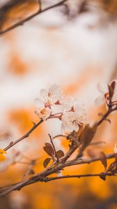 Preview wallpaper cherry, flowers, branches, macro, spring