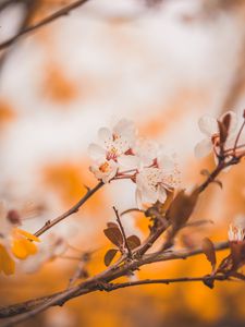 Preview wallpaper cherry, flowers, branches, macro, spring