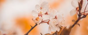 Preview wallpaper cherry, flowers, branches, macro, spring