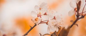 Preview wallpaper cherry, flowers, branches, macro, spring