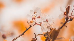 Preview wallpaper cherry, flowers, branches, macro, spring