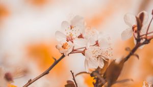 Preview wallpaper cherry, flowers, branches, macro, spring