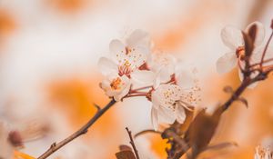 Preview wallpaper cherry, flowers, branches, macro, spring