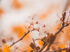 Preview wallpaper cherry, flowers, branches, macro, spring