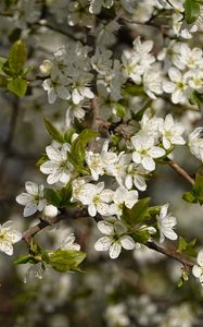 Preview wallpaper cherry, flowers, branches, spring, macro