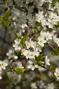 Preview wallpaper cherry, flowers, branches, spring, macro