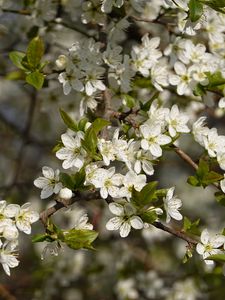 Preview wallpaper cherry, flowers, branches, spring, macro