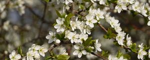 Preview wallpaper cherry, flowers, branches, spring, macro