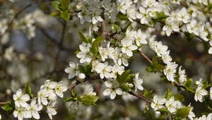 Preview wallpaper cherry, flowers, branches, spring, macro